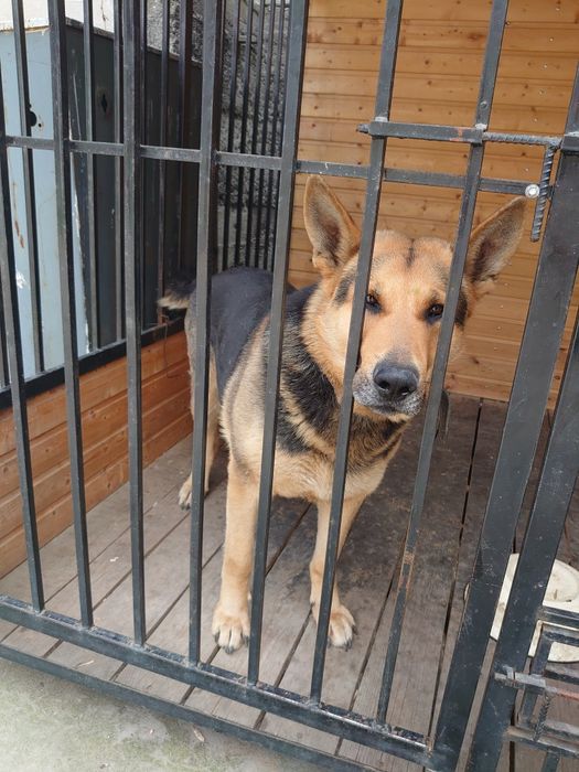 Кобель восточно-европейской овчарки