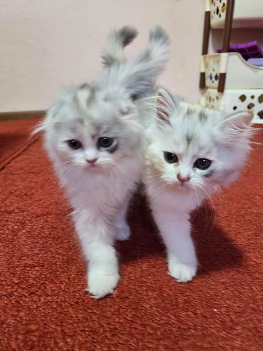 Котёнки скоттиш фолд