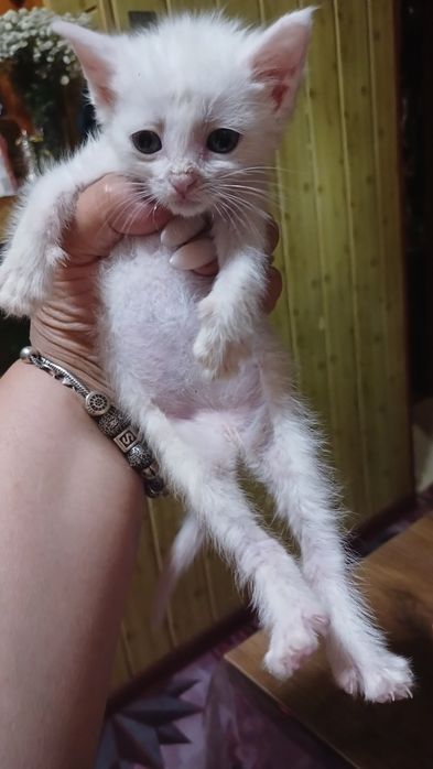 Г самарканд готовятся к продаже котята им пока 1 мес