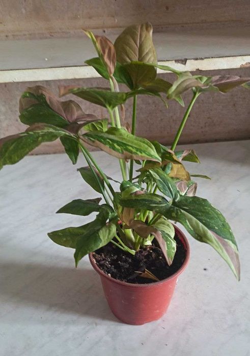 Продам Сингуниум