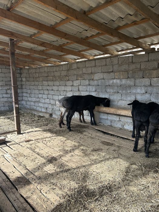 Кошкар 1-1,5 жасар