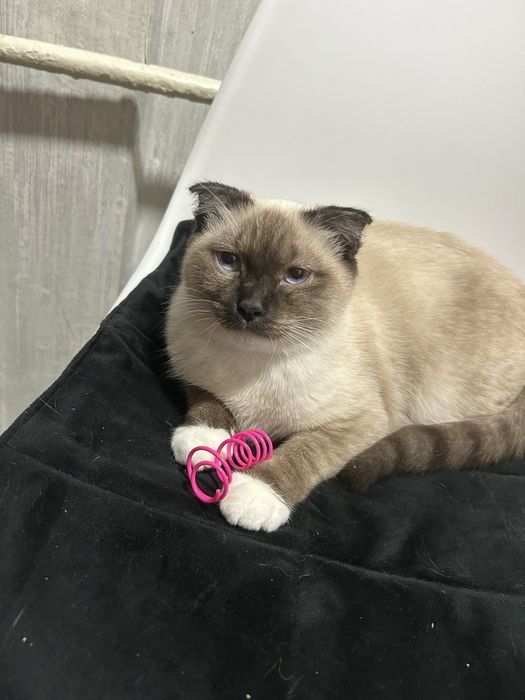 Отдаем в добрые руки так как перезжаем