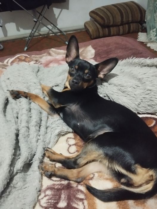 Вязка. Ищем мальчика