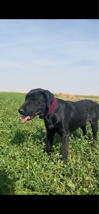 лабрадор сатылады