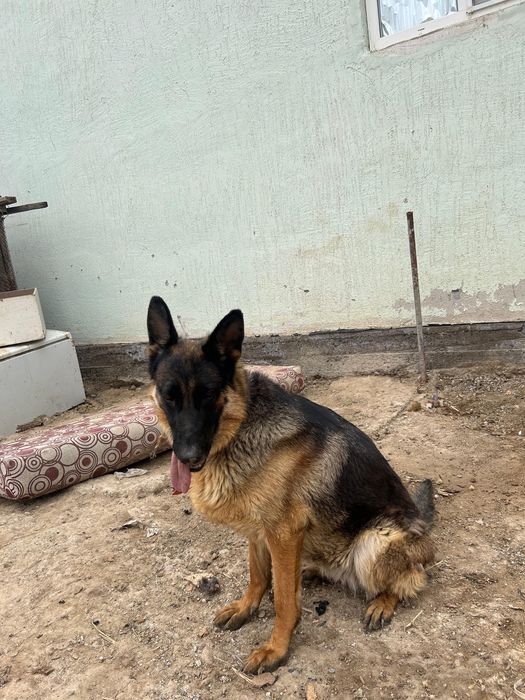 Немецкий овчарка