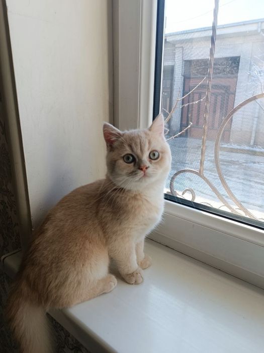 Шотландский скотишь страйт мальчик 6 месяца