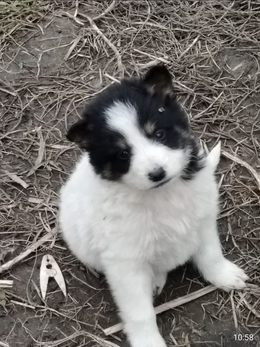 Отдам щенков 2 месяца