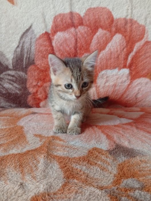 Отдам котенка в новый дом