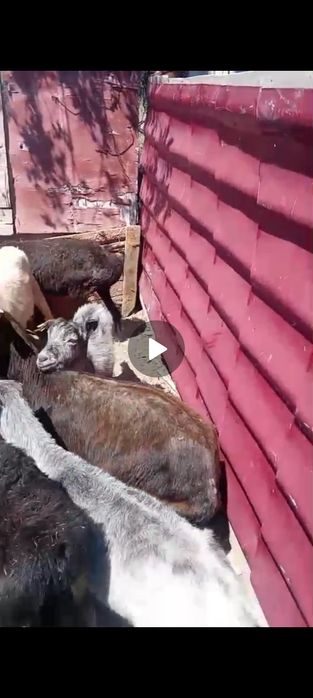 Кой ешки сиркелер сатылады