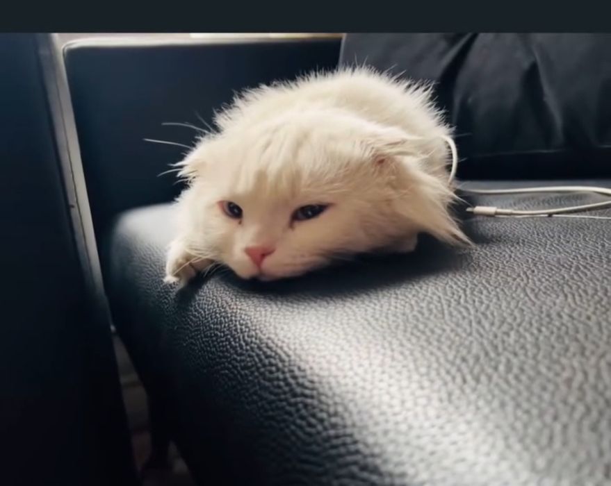 Вязка. Турецкая ангора. Вислоухий.