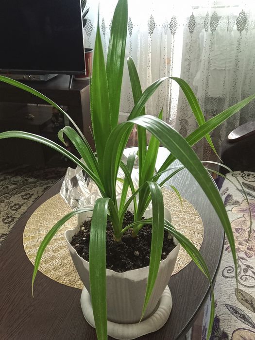 Пальма Хамедорея продам