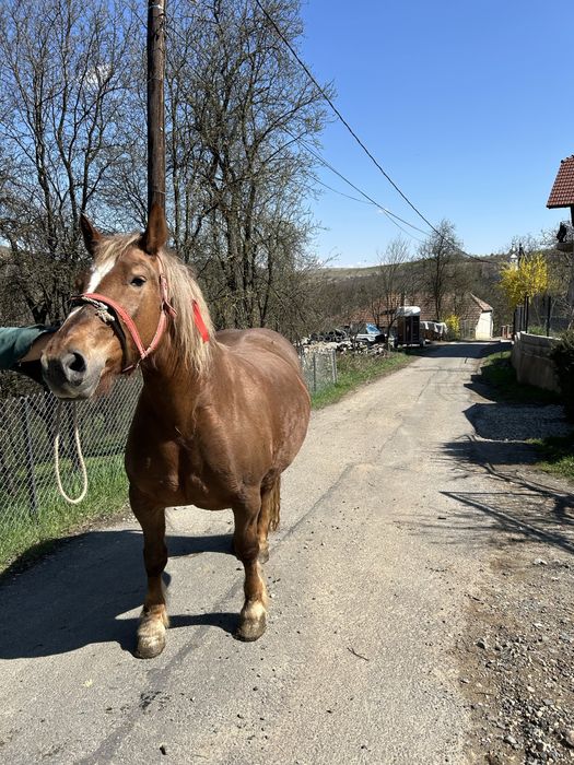 Vând iapā de 5 pe 6 ani !
