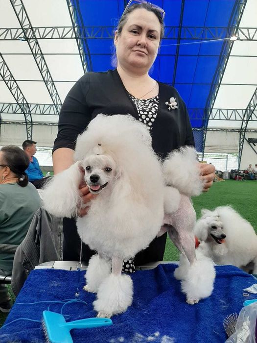 малышка той пудель