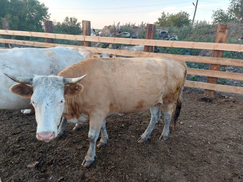 Корова мясной  порода
