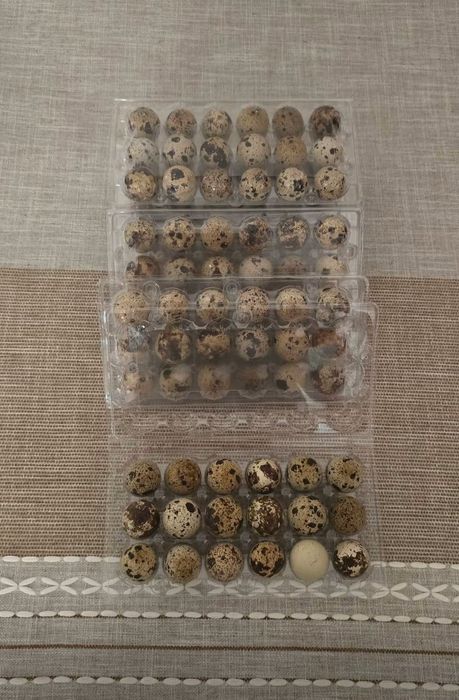 Oua de prepeliță BIO