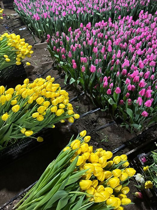 Тюльпаны на 8 марта