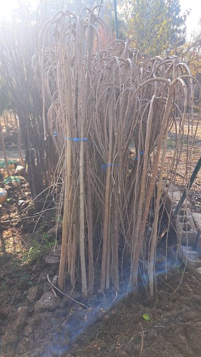 Terak kuchati sotiladi  3 mingdan optomga