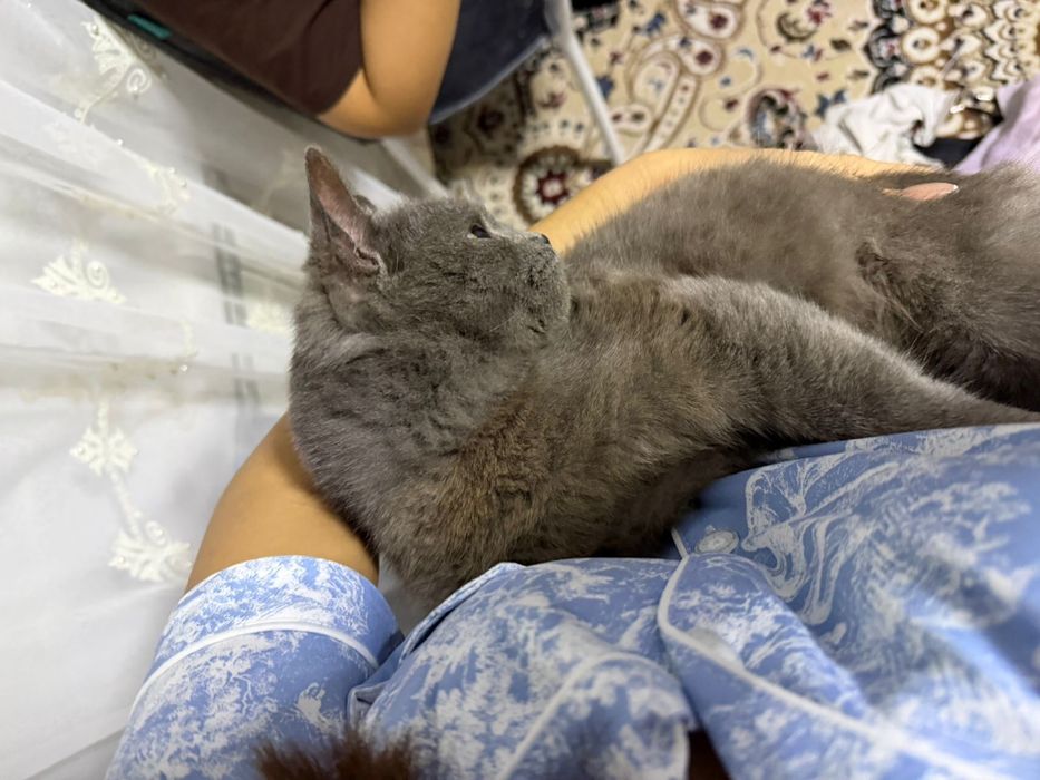 Ақылды мысық ,ерке