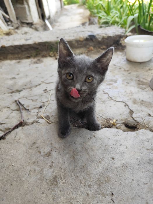 Котята в хорошие руки