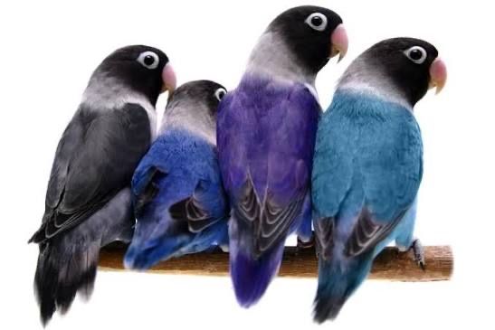 Неразлучники очень милые