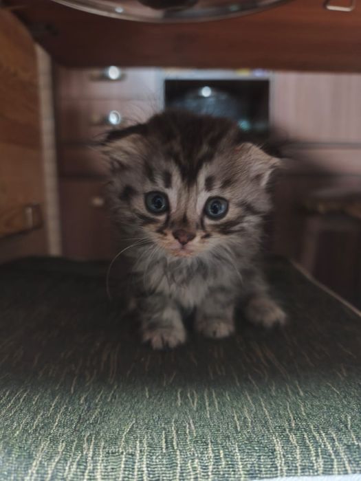 Кошка вислоухая девочка