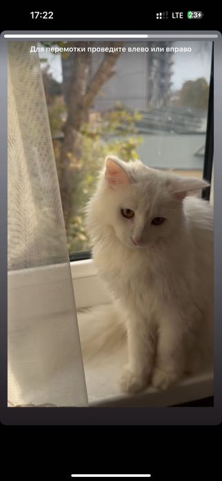 Пристраивается Турецкая Ангора