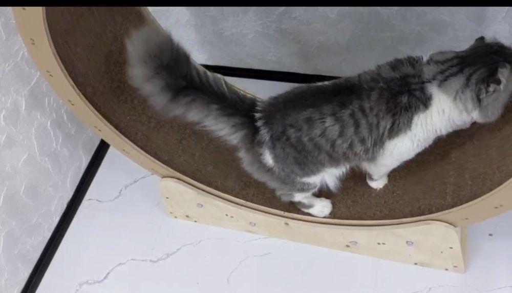 Колесо - фитнес, для кошек.