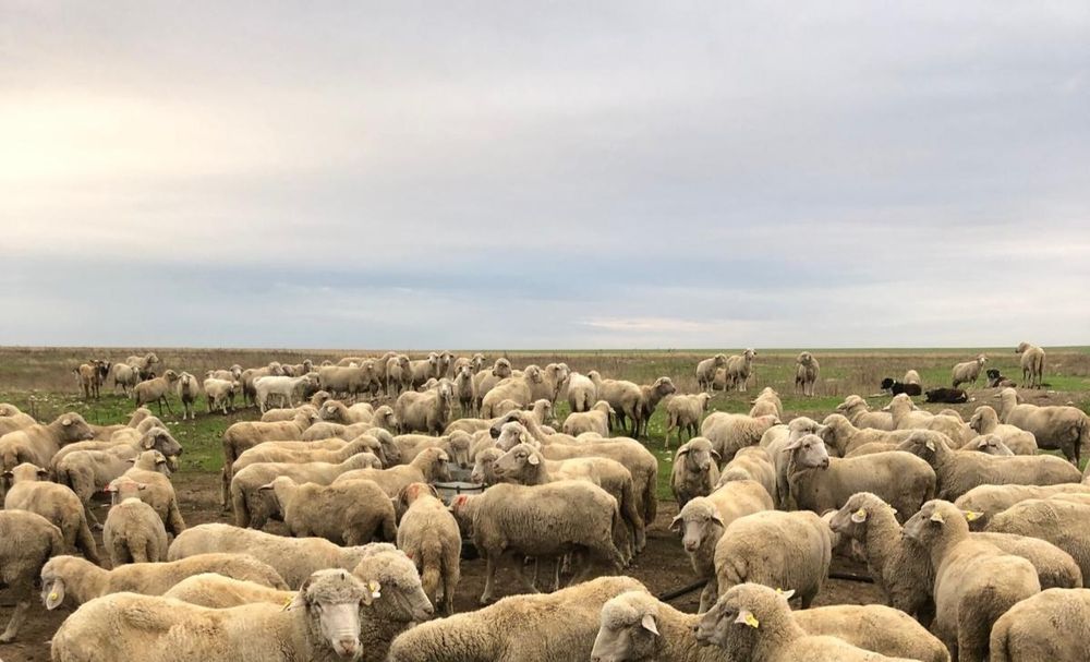 Oi merinoase de vânzare
