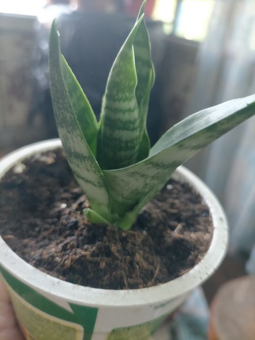 Сансивиерия Звезда Минг