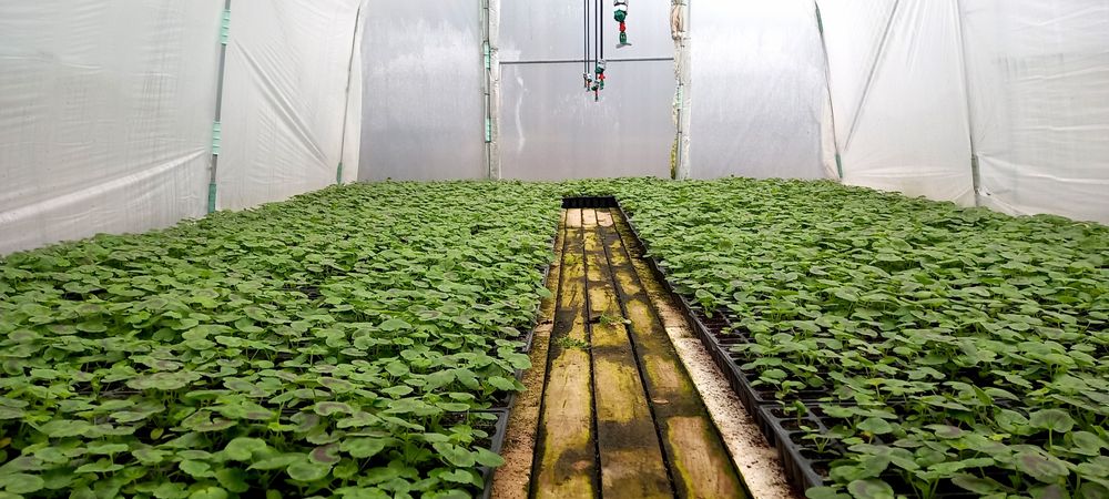 Мушката за доотглеждане