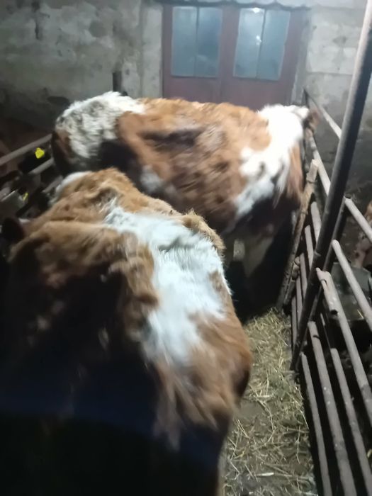 Vițele vârsta 4-6 luni