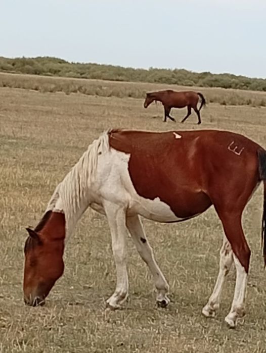 Продам кобылу и тай