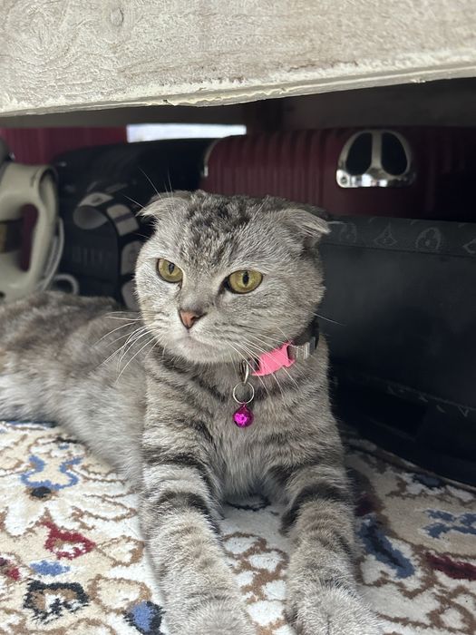 кошка британская вислоухая