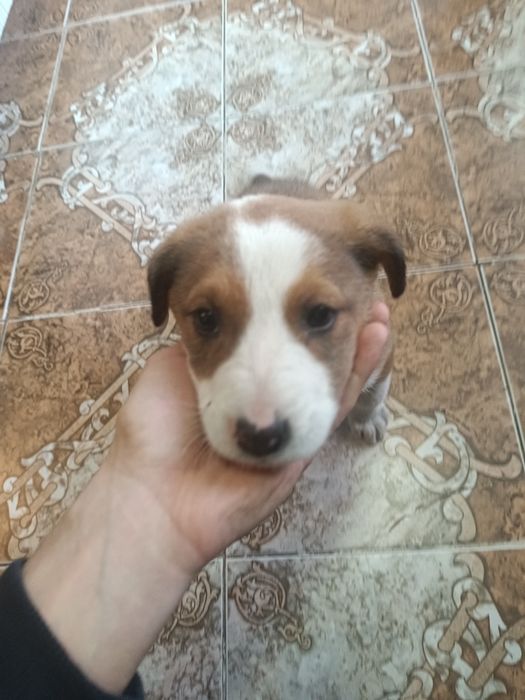 В хорошие руки..