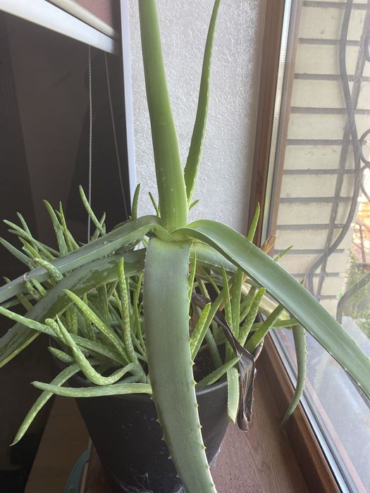 Алоэ лечебное