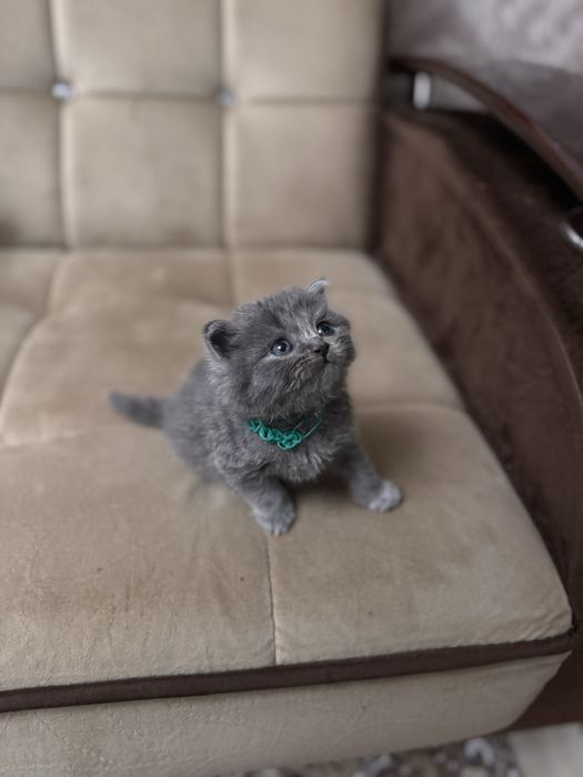 Скоттиш страйт мальчик