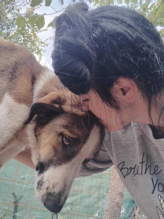 Вихра търси дом!