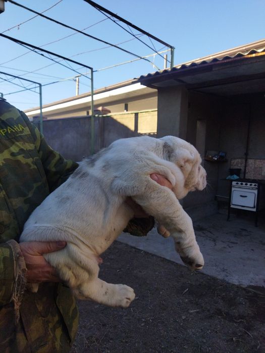 Alabay kuchuk bolalari