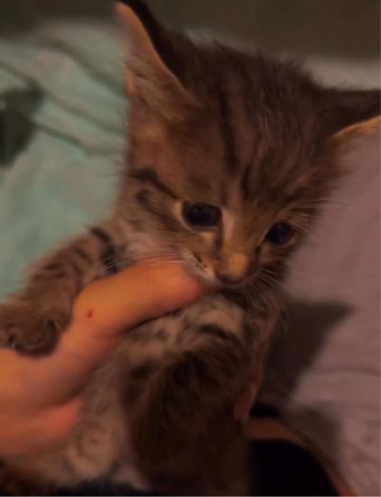 Котёнку 2 недели