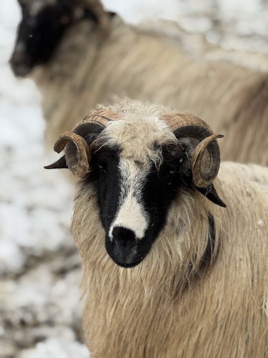 Vand berbeci sau schimb