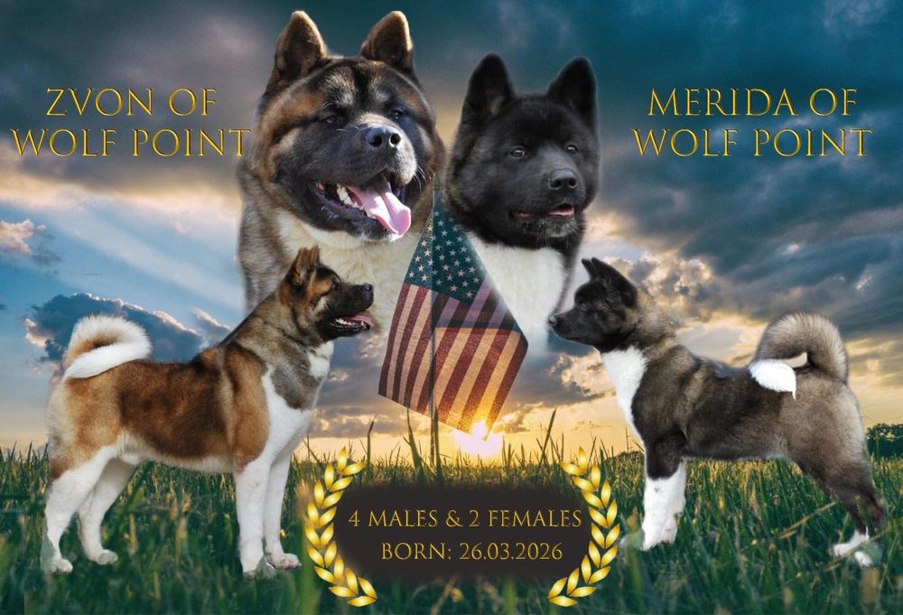 Vand akita american