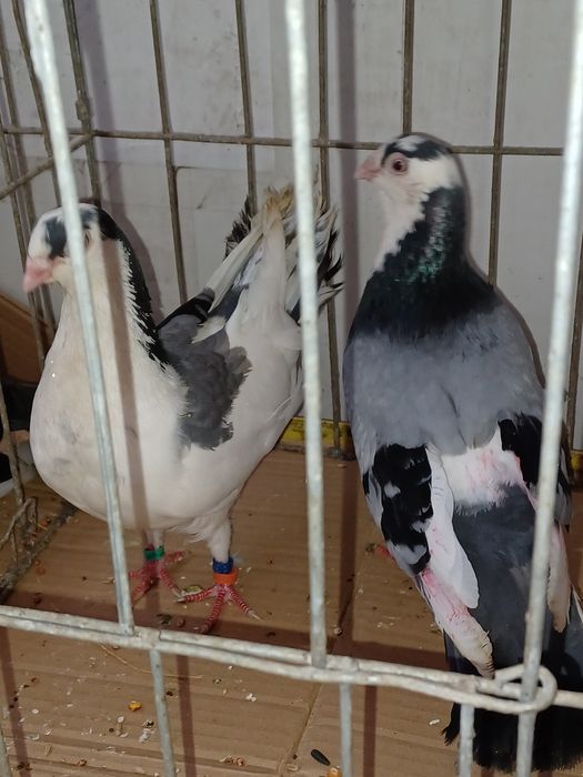 Porumbei gălățeni de zbor și joc de toate culorile