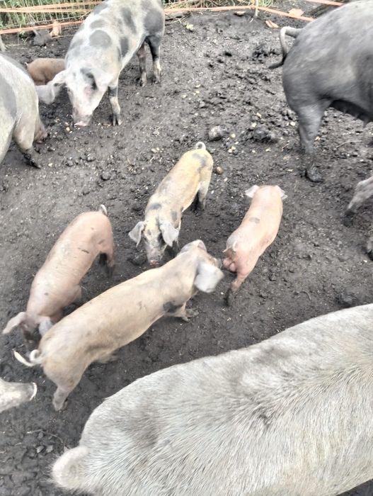 Schimb cu materiale de constructii