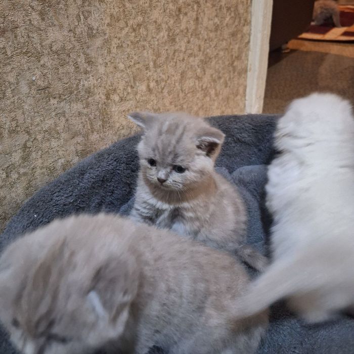 Продаются вислоухие котята