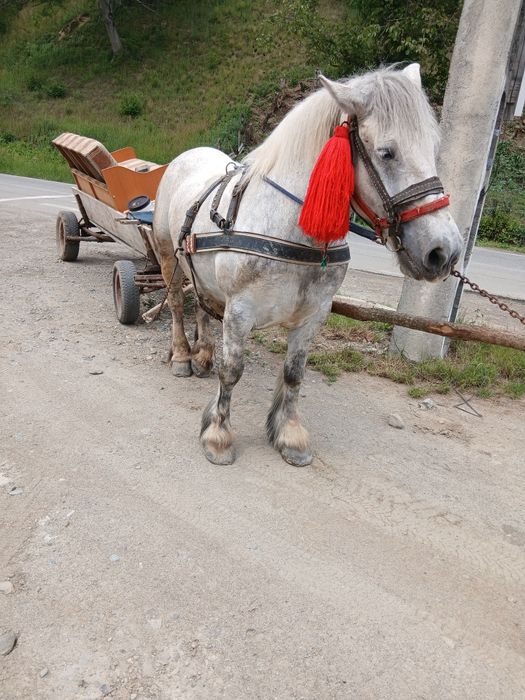 Iapa de 6 ani gestanta