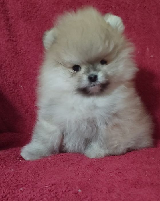 Мини супер мальчик