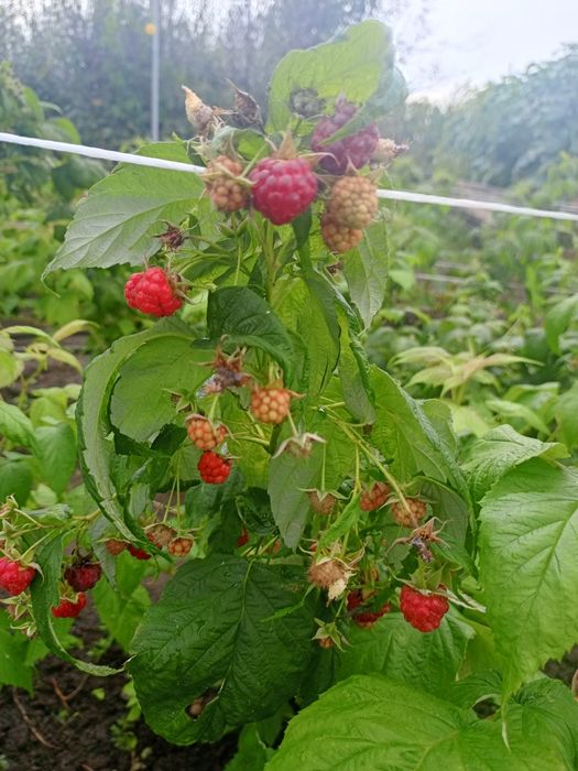 Малина ремонтантная