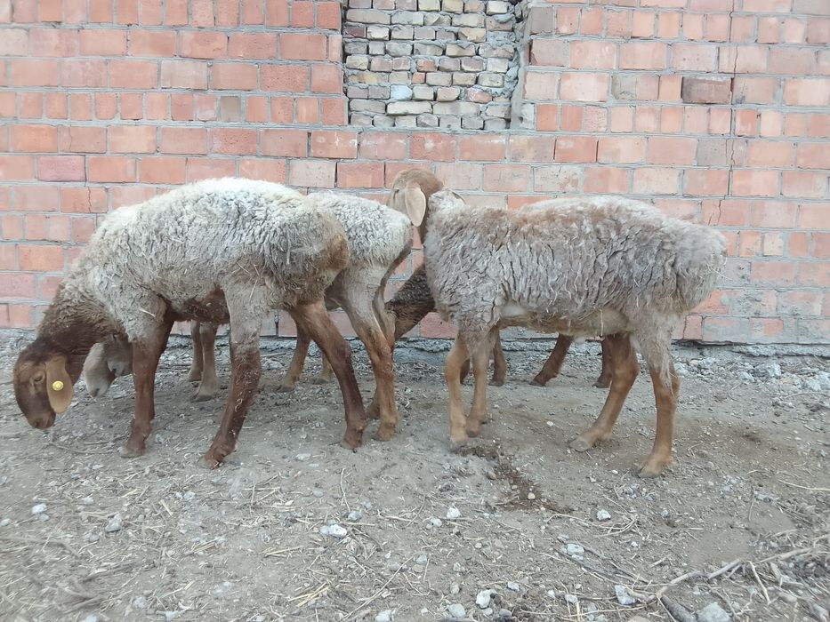 Мода арашан куйлари