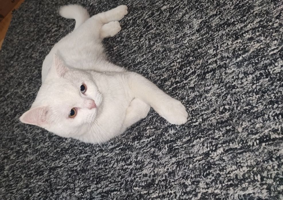 Britanskiy o'g'il bola mushuk sotiladi