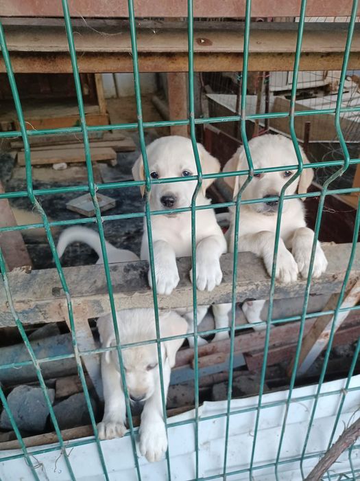Catel labrador de rasa